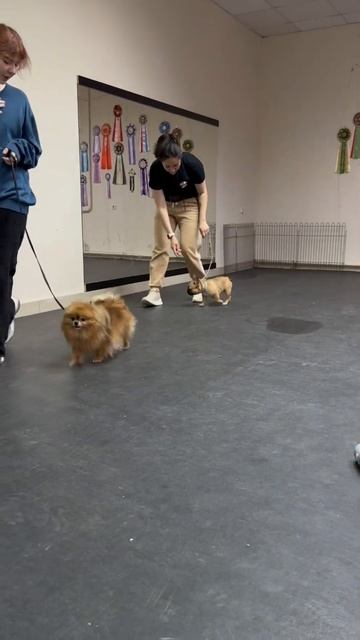 Француженка Белла #workdog #астрахань #puppy #французскийбульдог смотреть онлайн