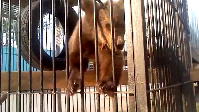 Медведь во дворе смотреть онлайн