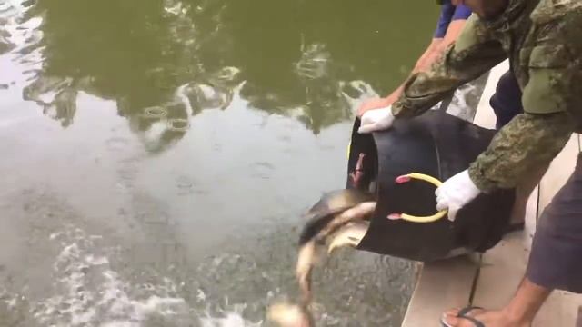 Просто отменный карп . смотреть онлайн