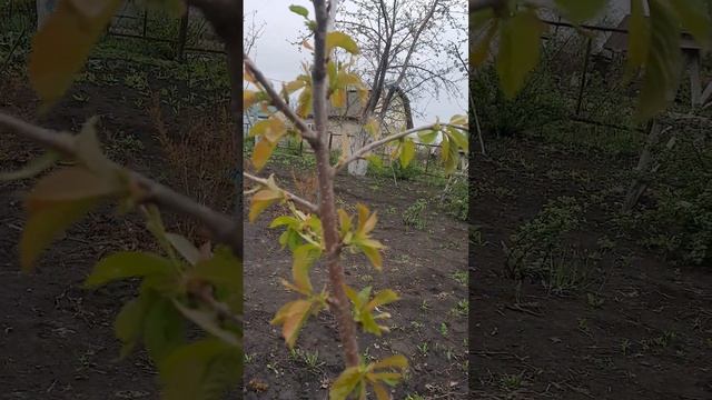 Прививка черешни удалась! смотреть онлайн