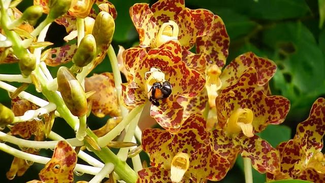 Bee at Tiger Orchid (22Aug2014g) смотреть онлайн