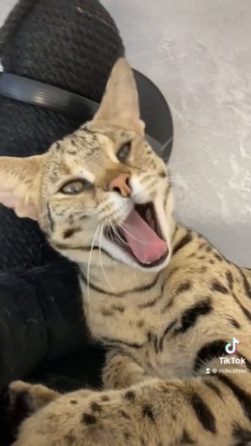 Саванна ф1 зевает 🥱 🐆 #richcatsss #savannahf1 смотреть онлайн