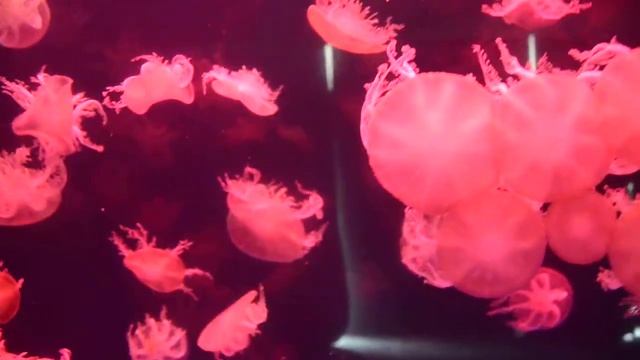 upside down jellyfish смотреть онлайн