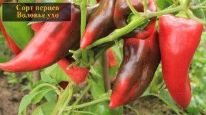 Сорт перцев Воловье ухо