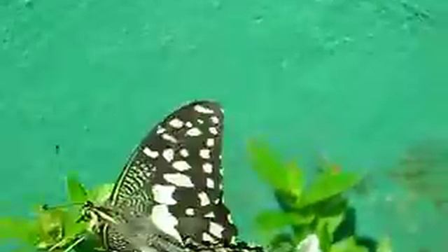 Butterflies Mating смотреть онлайн