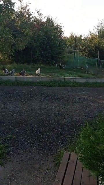 После дождя птички идут гулять. Последнее видео с мулардами смотреть онлайн