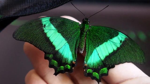 Papilio Palinurus Butterfly 🦋 Amazing Green Butterfly From Asia. Breeding Exotic Butterflies At Hom