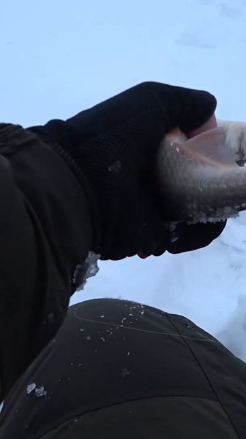 Загиб кивка на Безмотылку. Ёрш, царь водоёма. Зимняя Рыбалка смотреть онлайн