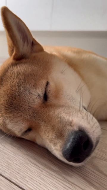 It's time to sleep😴 #сибаину #сыктывкар #pets #чилли #funny #cat #animals #puppy #собака #shiba смотреть онлайн