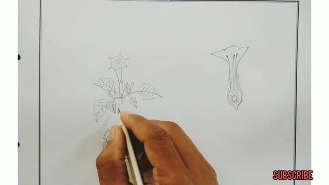 solanaceae // how to draw solanaceae // solanaceae diagram //#botanypracticalrecord12 смотреть онлайн