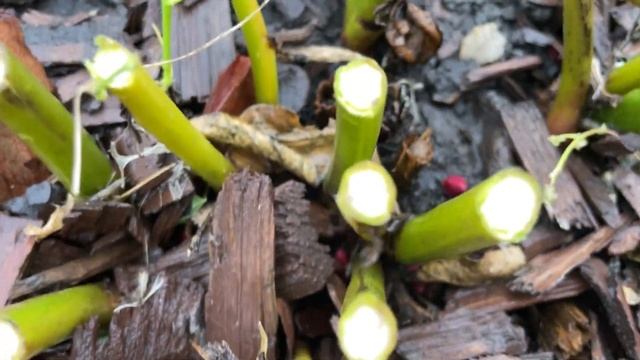 ОСЕННЯЯ ОБРЕЗКА! Нужно обрезать или нет! Мой опыт! смотреть онлайн