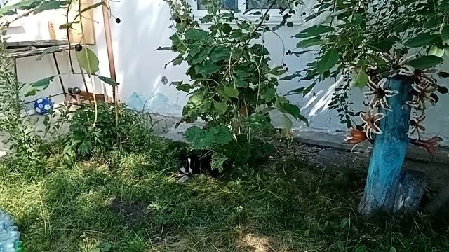 Гром играет