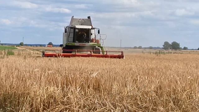 Уборка ячменя/class leksion 560,палессе gs12A1PRO. смотреть онлайн