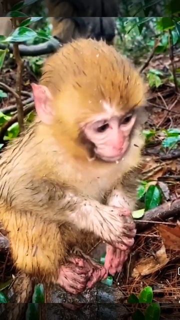 cute baby monkey in the time of rainfall #shorts #shortsfeed #short смотреть онлайн