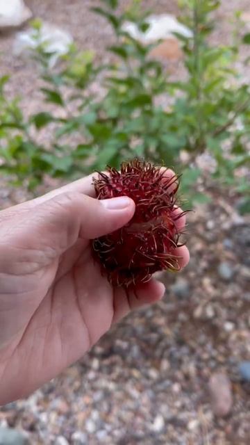 I miss rambutan! #rambutan смотреть онлайн
