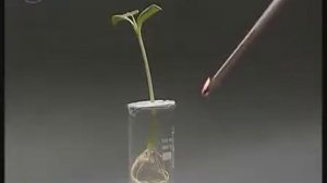 Обнаружение дыхания корней