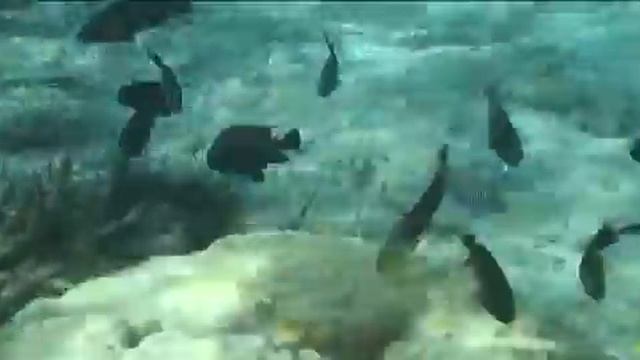 Madagascar Kayak V смотреть онлайн