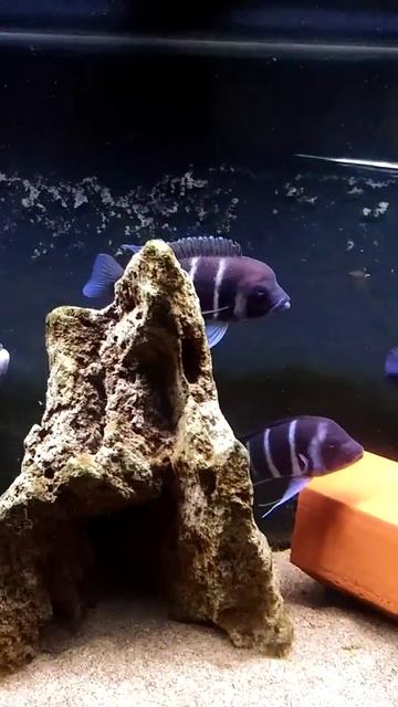 F0 Kigoma (7stripe) Frontosa смотреть онлайн