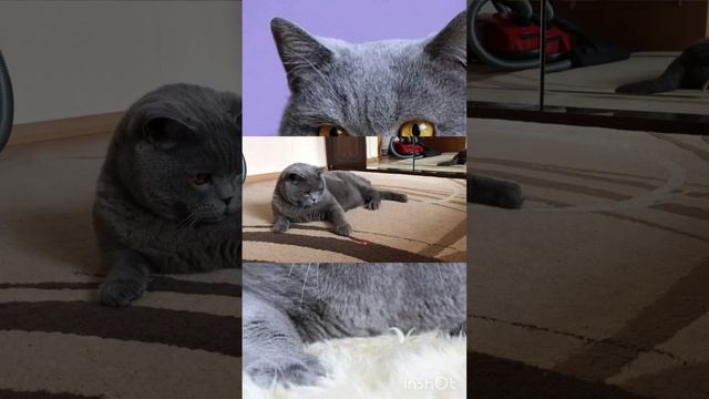 Кошка и лазерная указка!!! Часть 2 смотреть онлайн
