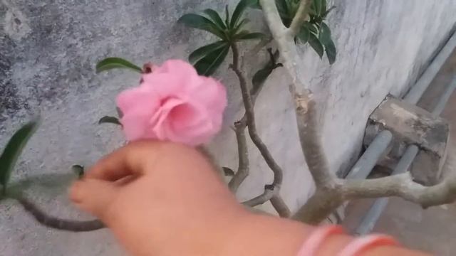 Croton plant смотреть онлайн