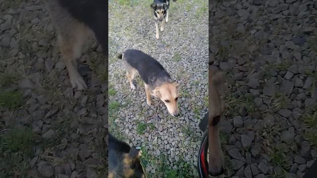 Встречальщик - дырявый рот. смотреть онлайн