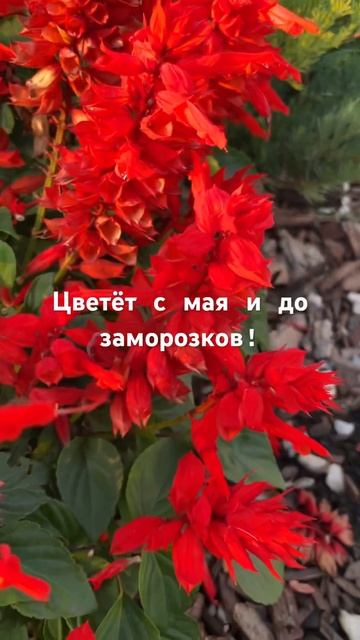 Красивый и неприхотливый однолетник! смотреть онлайн