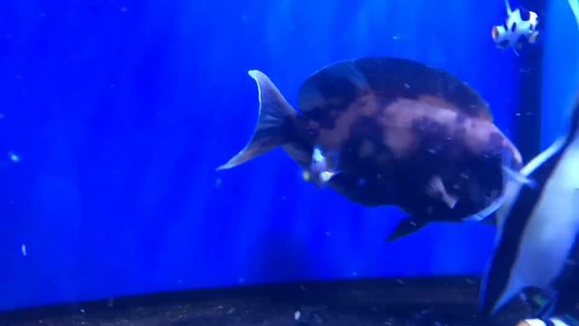 Aberrant Bristle Tooth Tang смотреть онлайн