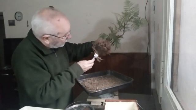 Grevillea Robusta смотреть онлайн