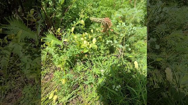 Sulphur paint brush, Castilleja Sulphurea at Crested butte, Colorado. смотреть онлайн