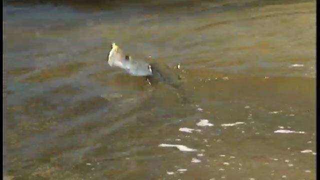 Sportsman's Journal with Andy Mill | Sanibel Redfish смотреть онлайн