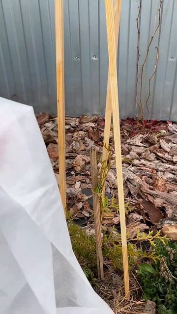 Отправляю молодые туи на зимовку смотреть онлайн