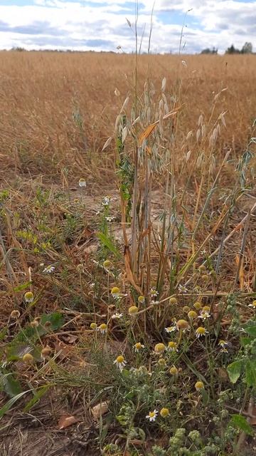 🌾🌾🌾(1) смотреть онлайн