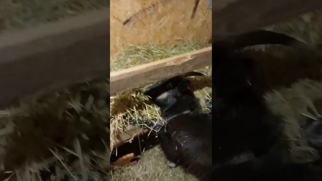 прав тот у кого длинные рога 😂😅🤣 смотреть онлайн