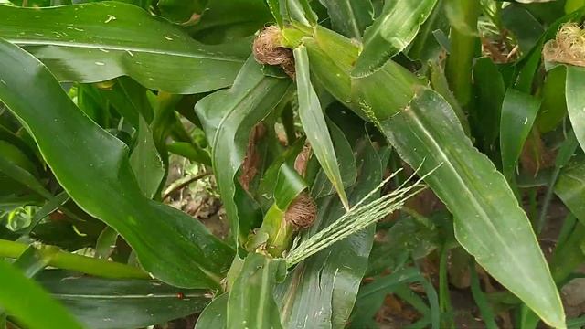 Просто бомба! Результат не пасинкованої Кукурудзи👍👍🌽 смотреть онлайн