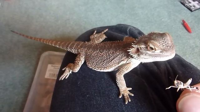 Boris Our Australian Inland Bearded Dragon (Pogona vitticeps) Hand Feeding смотреть онлайн