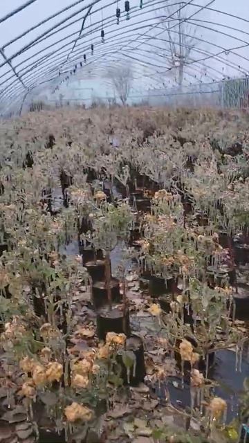 Graft a fruit tree with a drill Apple pear to instill in the pear tree #grafting #grafting with d смотреть онлайн
