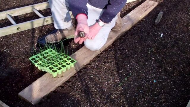 Allotment Diary May 2nd : Planting out the module grown Banana Shallots from seed смотреть онлайн