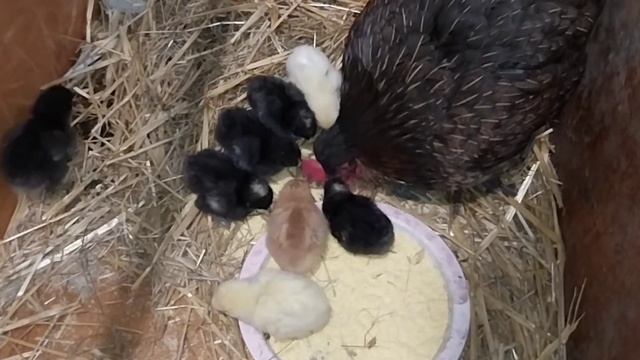 SURPRIZA ! CATI PUI DE GAINA SI CATI BOBOCI DE GASCA AU SCOS CLOSTILE смотреть онлайн