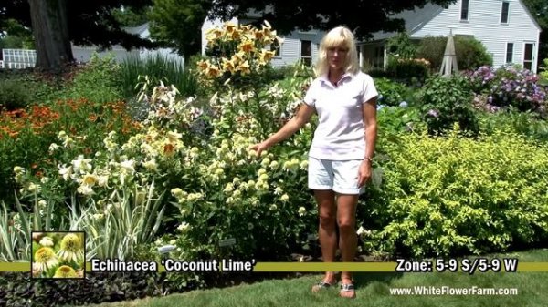 Echinacea 'Coconut Lime'
