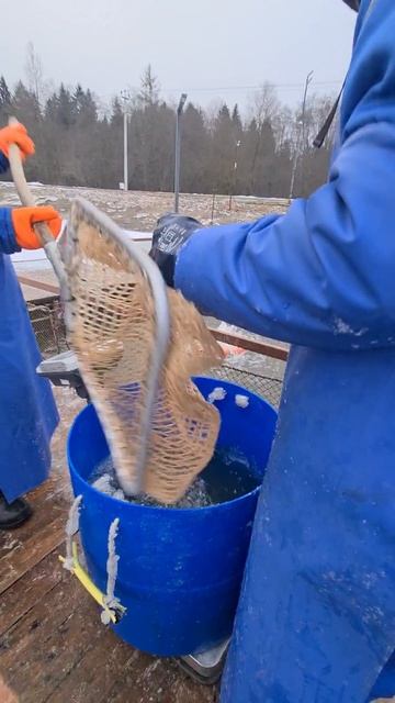 Запуск гольца, палии и форели смотреть онлайн