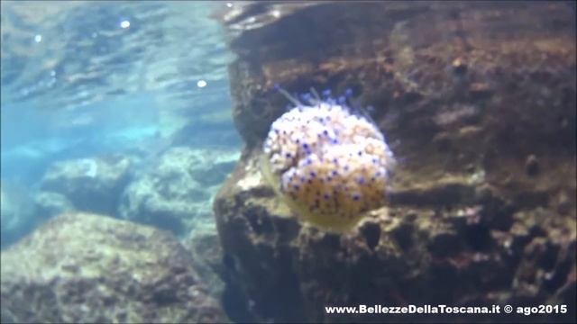 Medusa Cassiopea mediterranea - Cotylorhiza Tubercolata смотреть онлайн