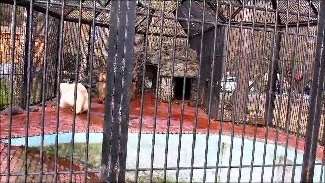 Белый медвежонок Ростик 15.10.17г. смотреть онлайн