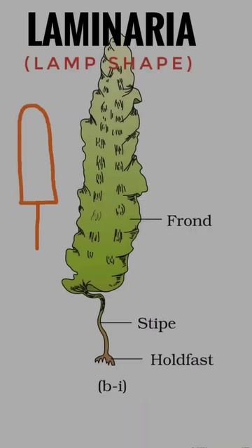 Plant kingdom trick, Algae, NCERT #neetbiology biology Mnemonic for NEET|CBSE|ICSE #shorts #neet202 смотреть онлайн