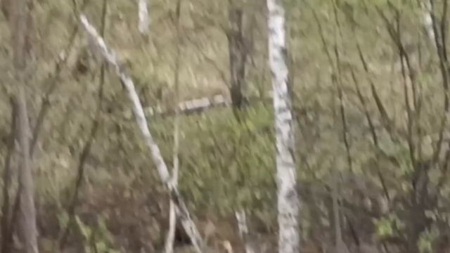 Сосновый бор. смотреть онлайн