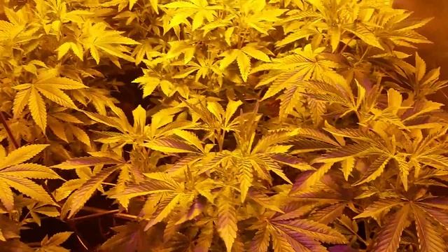 Garden of shark shock week 2 veg смотреть онлайн