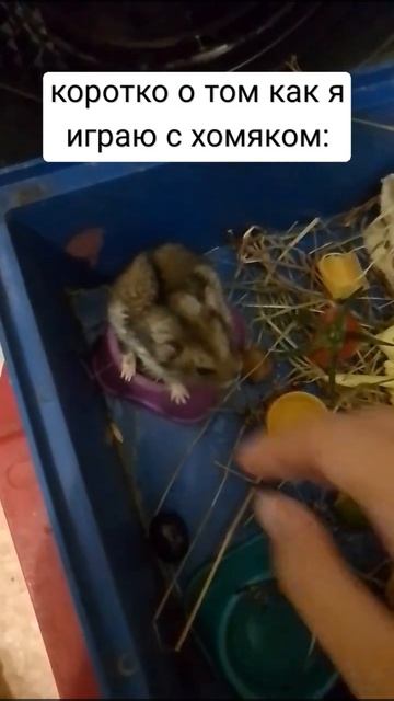 поролоновый степан мучает хомяка, за то что перегрыз шнур от вайфай роутера смотреть онлайн