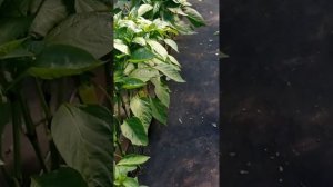 Перец на агроволокне. Как избавиться от сорняков. Лучший способ