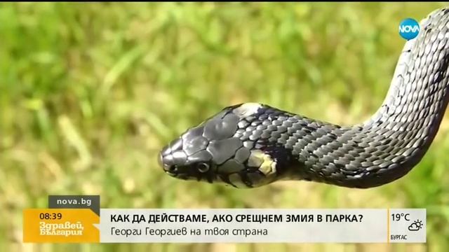 Бум на ухапвания от змии в началото на лятото - Здравей, България (20.06.2019г.) смотреть онлайн