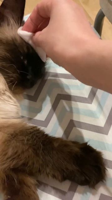 Кот Сэм умывается перед сном🐈🥰😂 #love #любовь #cat #котики #кошки #home #сэм #shortvideo #shorts смотреть онлайн