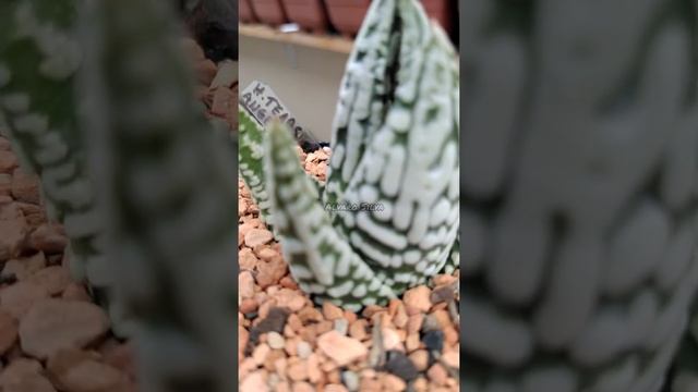 Haworthia tears of angel x donuts смотреть онлайн